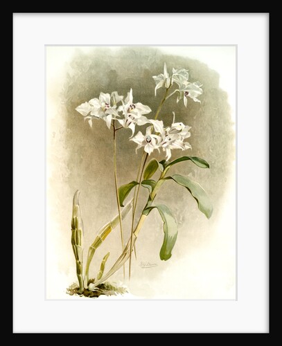 Dendrobium Johnsoniae by F. Sander