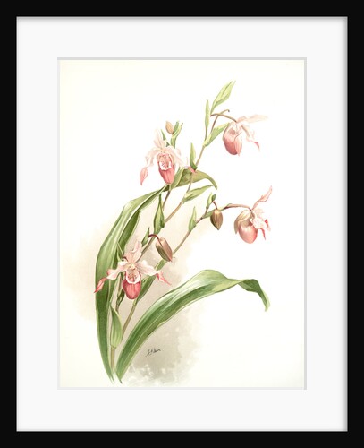 Selenipedium (hybridum) weidlichianum by F. Sander