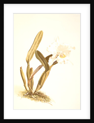 Cattleya lueddemanniana alba by F. Sander