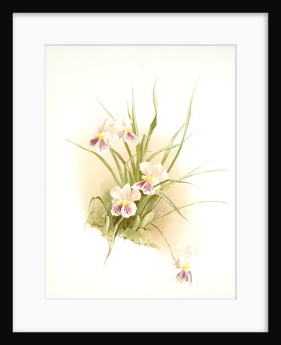 Miltonia phalaenopsis by F. Sander