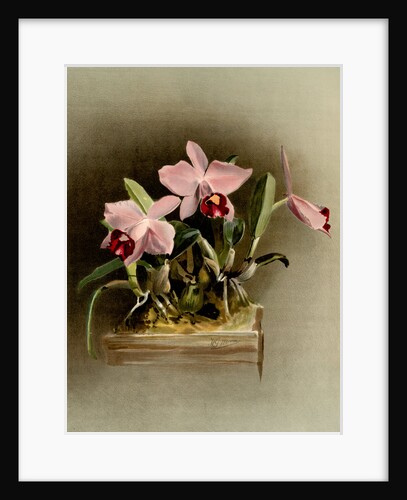 Laelia praestans by F. Sander