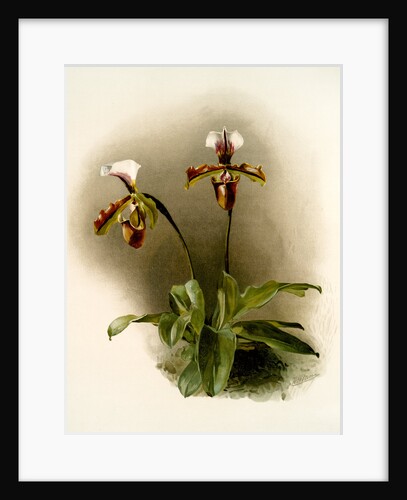 Cypripedium lathamianum inversum by F. Sander