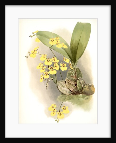 Oncidium ampliatum majus by F. Sander