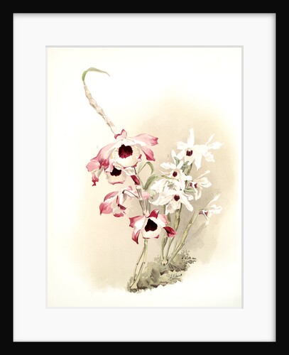 Dendrobium (hybridum) venus; Dendrobium (hybridum) cassiope by F. Sander