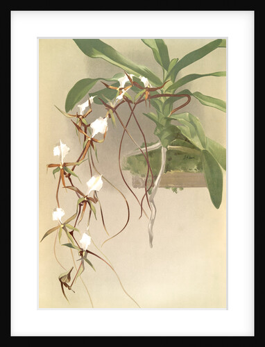 Angraecum caudatum by F. Sander