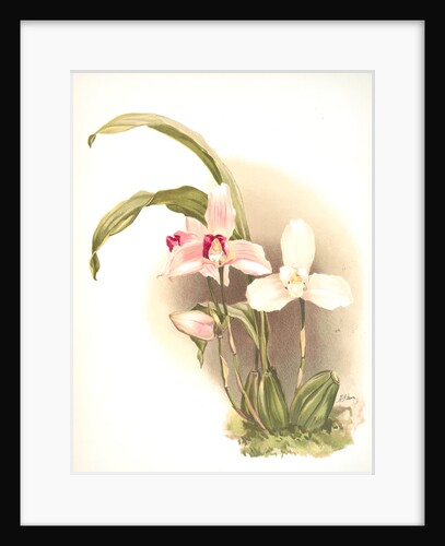Lycaste skinneri &amp; alba by F. Sander