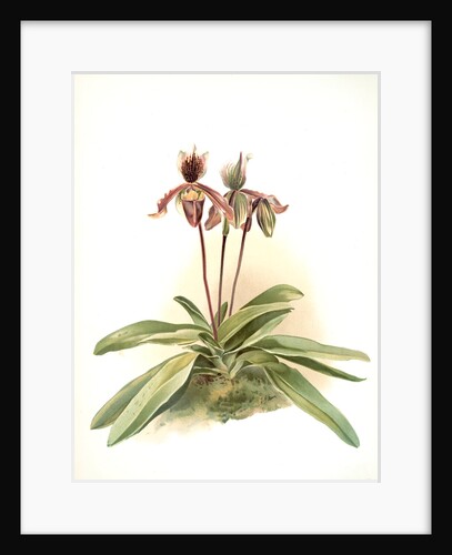 Cypripedium oenanthum superbum by F. Sander