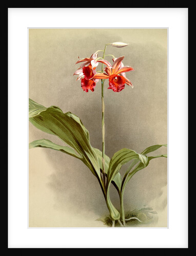 Phaius hybridus cooksonii by F. Sander
