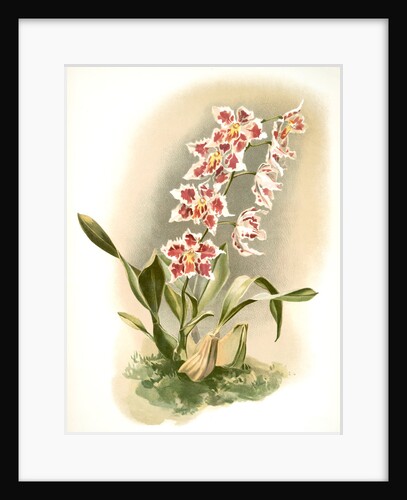 Odontoglossum crispum Hrubyanum by F. Sander