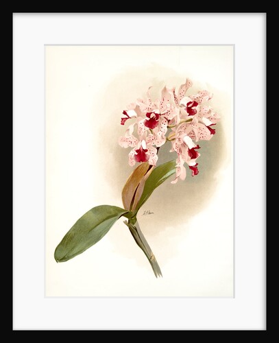 Cattleya amethystoglossa by F. Sander