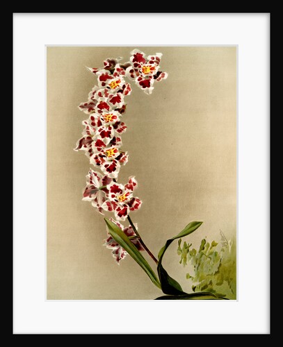 Odontoglossum crispum mundyanum by F. Sander