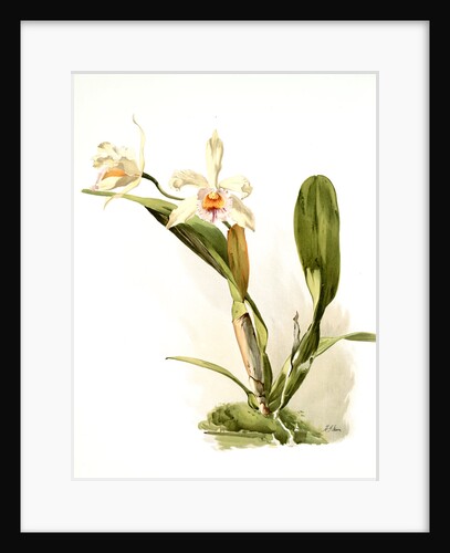 Laelio-cattleya honble Mrs. Astor by F. Sander
