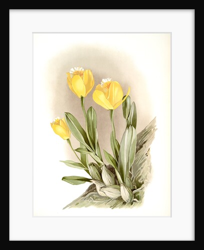 Cattleya citrina by F. Sander