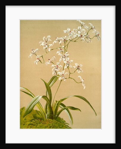 Odontoglossum ramosissimum by F. Sander