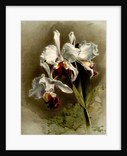 Cattleya mendellii var measuresiana by F. Sander