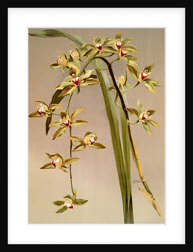Cymbidium lowianum by F. Sander