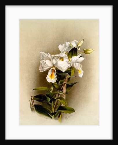 Dendrobium formosum by F. Sander