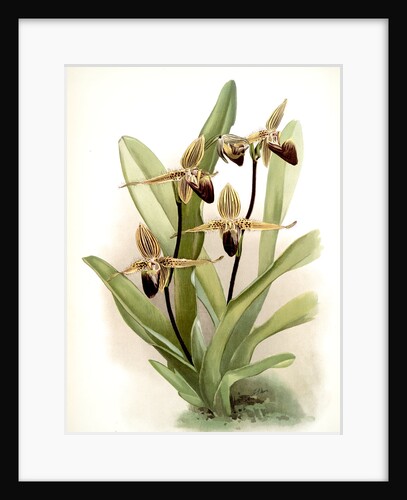 Cypripedium rothschildianum by F. Sander