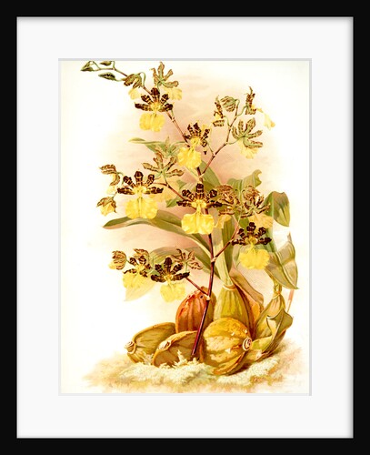 Oncidium tigrinum by F. Sander