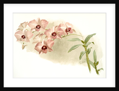 Dendrobium phalaenopsis var by F. Sander