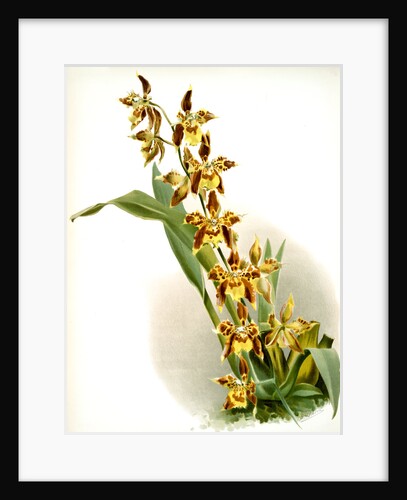 Odontoglossum luteo-purpureum prionopetalum by F. Sander