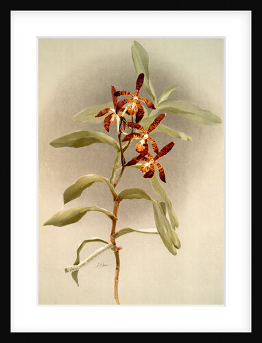 Arachnanthe clarkei by F. Sander