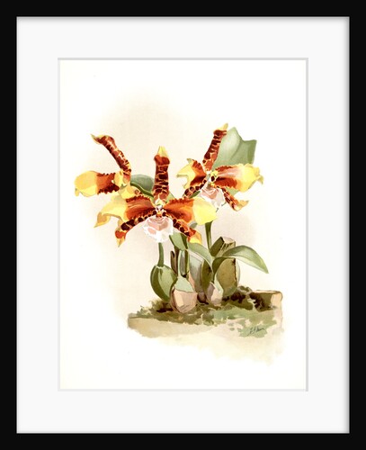 Odontoglossum grande by F. Sander