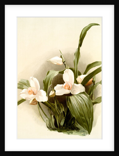 Lycaste skinnerii armeniaca by F. Sander