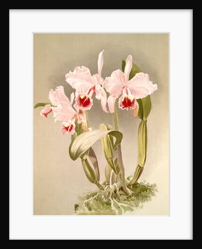 Cattleya labiata var luedemanniana by F. Sander