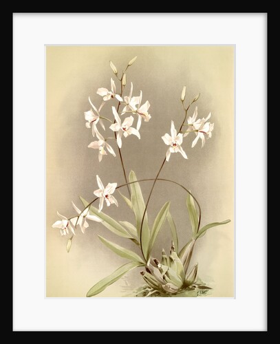 Laelia albida by F. Sander