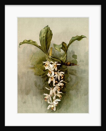 Coelogyne swaniana by F. Sander