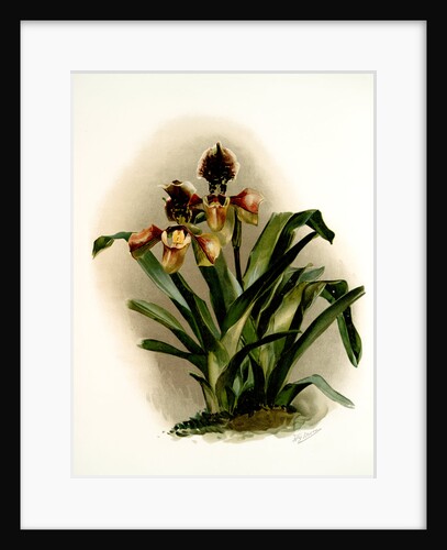 Cypripedium boxalli atratum by F. Sander