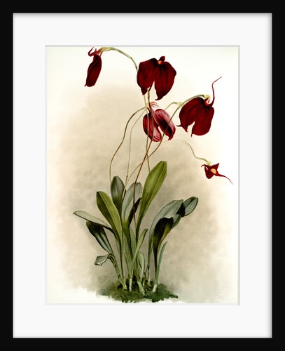 Masdevallia harryana splendens by F. Sander