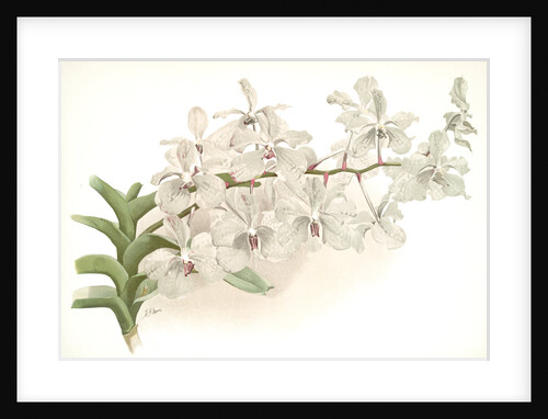 Vanda ccerulea by F. Sander