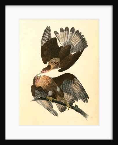 Caracara Eagle by John James Audubon