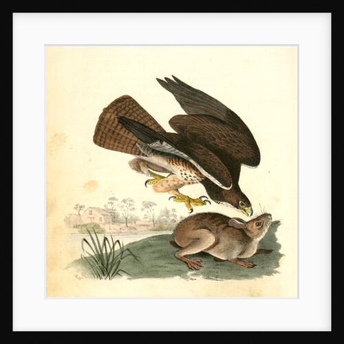 Common Buzzard by John James Audubon