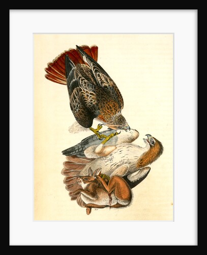 Red-tailed Buzzard by John James Audubon