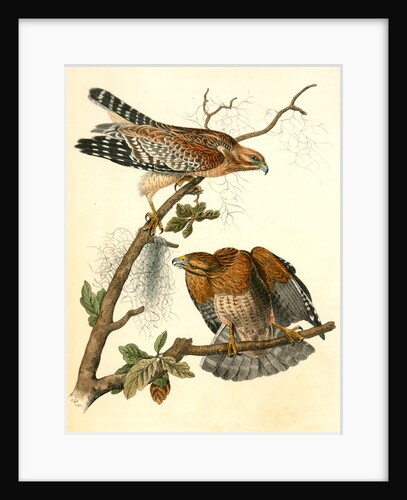 Red-shouldered Buzzard by John James Audubon