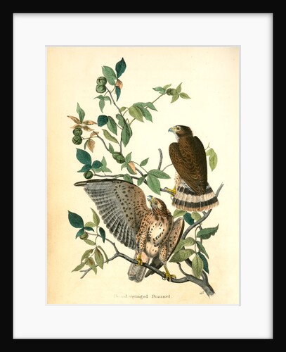 Broad-winged Buzzard by John James Audubon