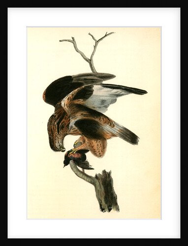 Rough-legged Buzzard by John James Audubon