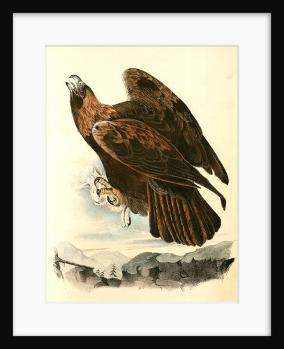 Golden Eagle by John James Audubon