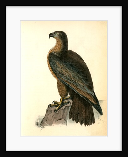 Washington Sea Eagle by John James Audubon