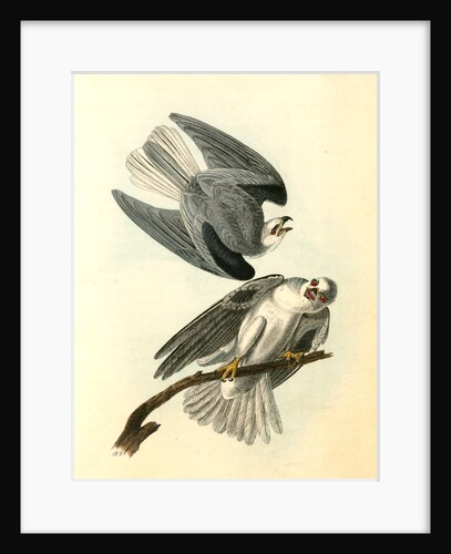 Black-shouldered Elanus by John James Audubon