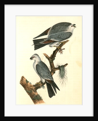Mississipi Kite by John James Audubon
