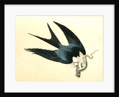 Swallow-tailed Hawk by John James Audubon