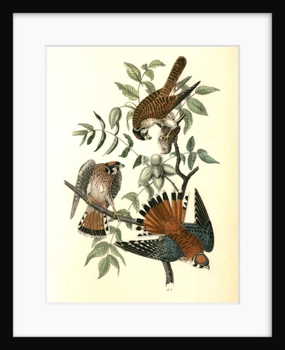 Sparrow Hawk by John James Audubon