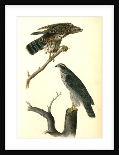 Goshawk by John James Audubon