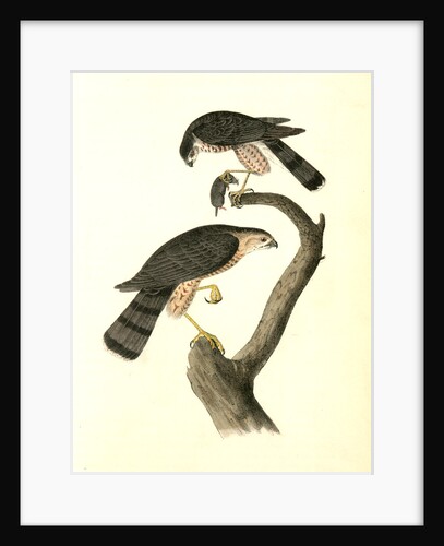Sharp-shinned Hawk by John James Audubon
