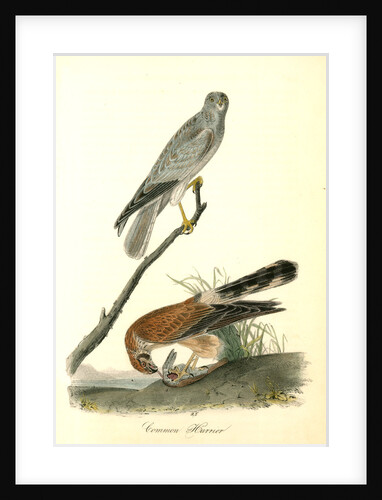 Common Harrier by John James Audubon