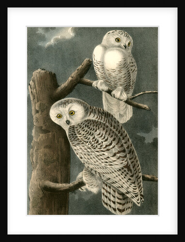 Snowy Owl by John James Audubon